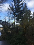 Baum in Stromleitung